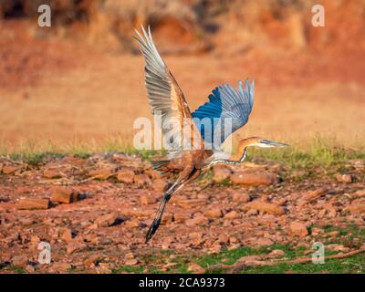 Erwachsener goliath-Reiher (Ardea goliath), an der Küste des Karibasees, Simbabwe, Afrika Stockfoto