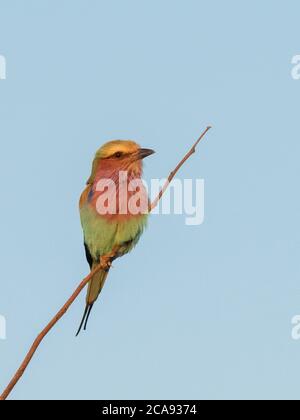 Eine Erwachsene Fliederwalze (Coracias caudatus) im Hwange-Nationalpark, Simbabwe, Afrika Stockfoto