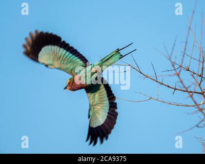 Eine Erwachsene Fliederwalze (Coracias caudatus), im Flug im Hwange National Park, Simbabwe, Afrika Stockfoto