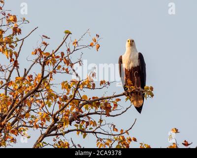 Ein ausgewachsener afrikanischer Fischadler (Haliaeetus vocifer), der am Ufer des Karibasees, Simbabwe, Afrika, thront Stockfoto