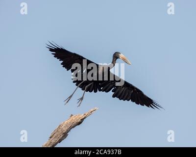 Erwachsener Afrikanischer Opener (Anastomus lamelligerus), Flugzeit im Karibasee, Simbabwe, Afrika Stockfoto