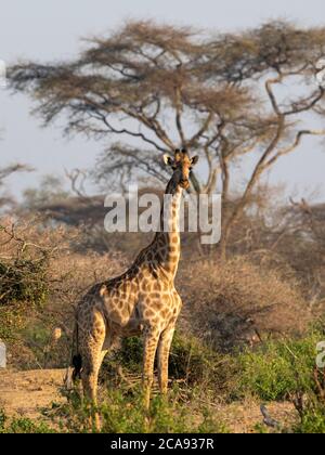 Eine Erwachsene Kapgiraffe (Giraffa camelopardalis giraffa), in der Save Valley Conservancy, Simbabwe, Afrika Stockfoto