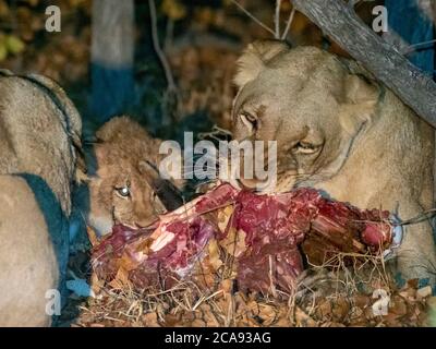 Erwachsene Löwin (Panthera leo), mit Jungen auf einem frischen töten in der Nacht in der Save Valley Conservancy, Simbabwe, Afrika Stockfoto