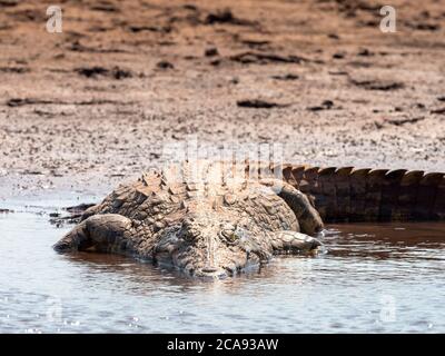 Ein erwachsenes Nilkrokodil (Crocodylus niloticus), das sich in der Sonne am Ufer des Karibasees, Simbabwe, Afrika, sonnt Stockfoto