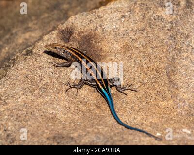 Erwachsener männlicher afrikanischer Five-lined-Skink (Trachylepis quinquetaeniata), Save Valley Conservancy, Simbabwe, Afrika Stockfoto