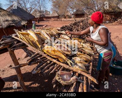 Die Tage Fang von Fischen trocknen in der Sonne im Fischerdorf Musamba, an der Küste des Lake Kariba, Simbabwe, Afrika Stockfoto