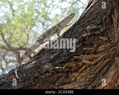 Erwachsene Weißkehlige Savanne Monitor (Varanus albigularis), Klettern einen Baum in der Save Valley Conservancy, Zimbabwe, Afrika Stockfoto