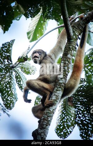 Vom Aussterben bedrohte Nördliche Muriqui (Wollspinnen-Affe) (Brachyteles hypoxanthus) In Brasiliens atlantischem Küstenregenwald Stockfoto