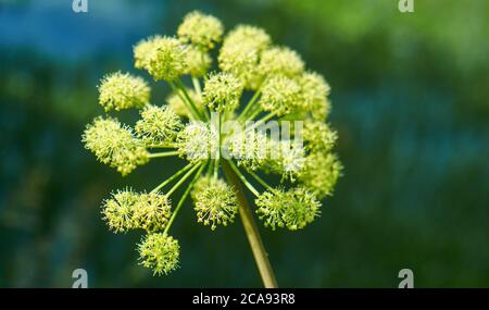 Norwegische Angelika, Angelica archangelica, zweijährige Pflanze aus der Familie Apiaceae, eine Unterart, von der für seine süß duftenden essbaren kultiviert wird Stockfoto