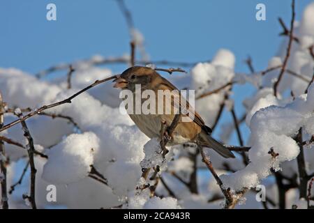 HAUSSPERLING (Passer domesticus) auf Weißdornbusch im Schnee, Großbritannien. Stockfoto