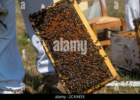 Imker hält eine Honigwabe voller Bienen. Imker inspiziert Wabenrahmen an der Imkerei. Bienenzuchtkonzept Stockfoto
