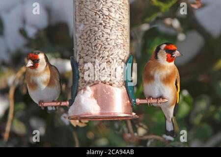 Goldfinch (Carduelis carduelis) besucht ein Futterhäuschen nach Schnee, Großbritannien. Stockfoto