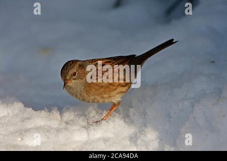 DUNNOCK (Prunella modularis) auf Schnee, Großbritannien. Stockfoto