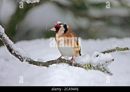 GOLDFINCH (Carduelis carduelis) in fallendem Schnee, Großbritannien. Stockfoto