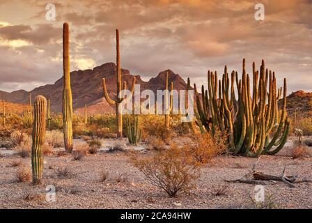 Orgelpfeifenkaktus, Saguaros am Ajo Mountain Drive, Diaz Spire in der Ferne bei Sonnenuntergang, Sonoran Desert, Organ Pipe Cactus National Monument, Arizona, USA Stockfoto