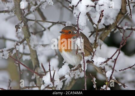 ROBIN findet Zuflucht in einer schneebedeckten Weißdornhecke, Großbritannien. Stockfoto