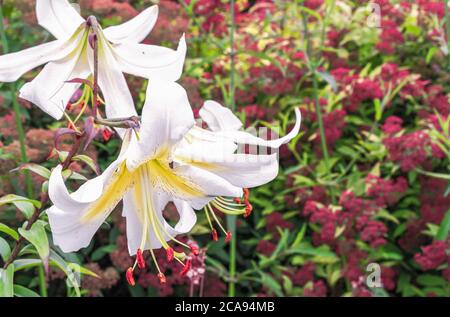 Blühende weiße Lilien im Sommergarten. Allgemein bekannt als die orientalische Stargazer Lilie. Stockfoto
