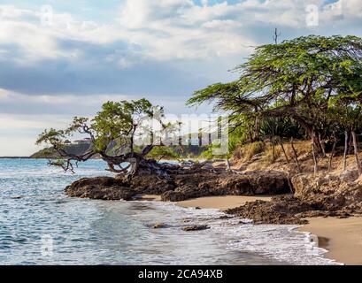 Lone Tree by the Jack Sprat Beach, Treasure Beach, Saint Elizabeth Parish, Jamaica, Westindien, Karibik, Mittelamerika Stockfoto