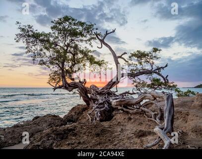 Lone Tree by the Jack Sprat Beach bei Sonnenuntergang, Treasure Beach, Saint Elizabeth Parish, Jamaika, Westindien, Karibik, Mittelamerika Stockfoto