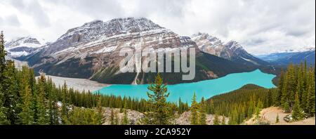 Weitwinkel-Panoramablick auf Peyto Lake vom Bow Summit, Banff National Park, Rocky Mountains, Alberta, Kanada, Nordamerika Stockfoto