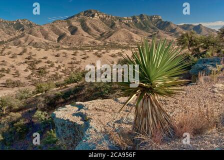 Atascosa Mountains in Sonoran Desert, Agave, von der Ruby Road aus gesehen nahe der mexikanischen Grenze und Geisterstadt Ruby, Arizona, USA Stockfoto