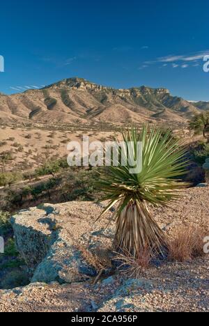 Atascosa Mountains in Sonoran Desert, Agave, von der Ruby Road aus gesehen nahe der mexikanischen Grenze und Geisterstadt Ruby, Arizona, USA Stockfoto