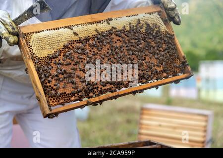Imker hält eine Honigwabe voller Bienen. Imker inspiziert Wabenrahmen an der Imkerei. Bienenzuchtkonzept Stockfoto