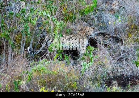 Leopard (Panthera pardus), Lualenyi Ranch, Taita Hills, Kenia, Ostafrika, Afrika Stockfoto