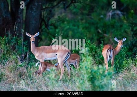 Weibliche Impalas, Mutterschafe mit Kalb (Aepyceros melampus), Tsavo East National Park, Kenia, Ostafrika, Afrika Stockfoto