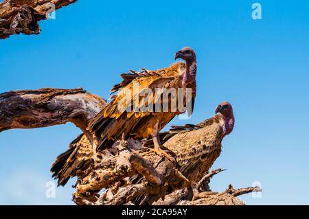 Ruppell's Griffon Vulture (Gyps rueppelli), Tsavo West National Park, Kenia, Ostafrika, Afrika Stockfoto