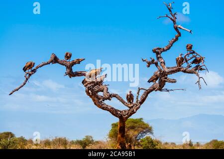 Ruppell's Griffon Vulture (Gyps rueppelli), Tsavo West National Park, Kenia, Ostafrika, Afrika Stockfoto