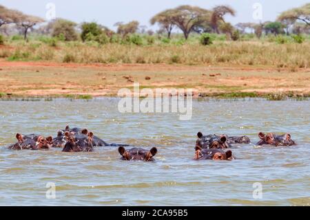 Hippopotamus (Hippopotamus amphibius), Lake Jipe, Tsavo West National Park, Kenia, Ostafrika, Afrika Stockfoto