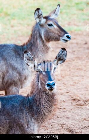 Zwei weibliche Wasserbauch (Kobus ellipsiprymnus), Taita Hills Wildlife Sanctuary, Kenia, Ostafrika, Afrika Stockfoto