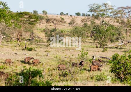 Herde afrikanischer Büffel (Syncerus caffer), Taita Hills Wildlife Sanctuary, Kenia, Ostafrika, Afrika Stockfoto