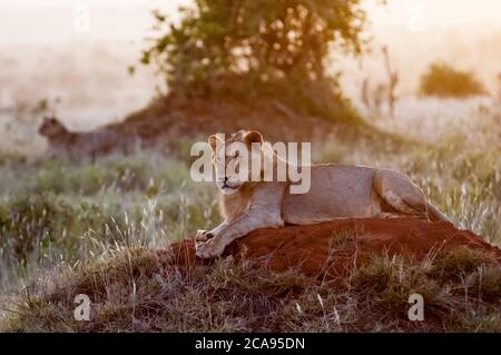 Zwei junge Löwen (Panthera leo) im Busch, Tsavo East National Park, Kenia, Ostafrika, Afrika Stockfoto