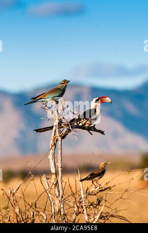 Europäische Walze (Coracias garrulus) oben, von der Decken's Hornbill in der Mitte, über Ashy Starling (Lamprotornis unicolor), Taita Hills, Kenia Stockfoto