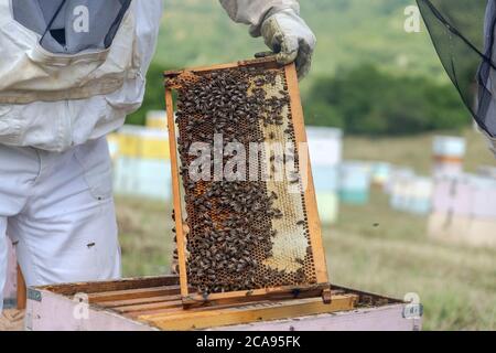 Imker hält eine Honigwabe voller Bienen. Imker inspiziert Wabenrahmen an der Imkerei. Bienenzuchtkonzept Stockfoto