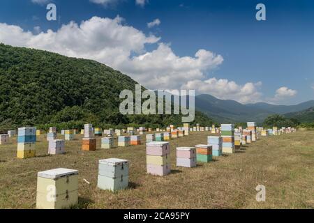 Bienenstöcke in einem Bienenhaus mit Bienen, die zu den Landebrettern in einem Gebiet von Florina in Nordgriechenland fliegen. Biologische Bienenzucht Stockfoto