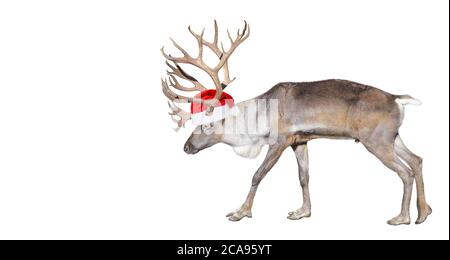 Hirsch in Santa Claus Helferhut aus nächster Nähe. Finnische Waldrentiere voller Länge isoliert auf weißem Hintergrund. Speicherplatz kopieren Stockfoto