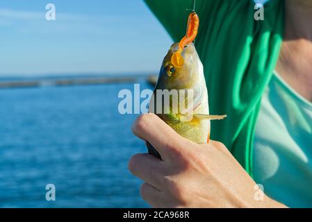 Frauen Fischer hält einen Barsch in der Hand auf dem Hintergrund der ostsee. Raum kopieren Stockfoto