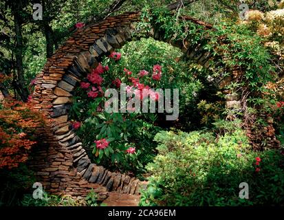Rhododendren, eingerahmt von einer großen kreisförmigen Steinöffnung Stockfoto