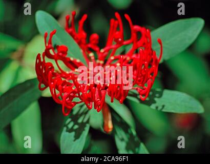 Eine Telopea mongaensis Blume, allgemein bekannt als Braidwood Waratah Stockfoto