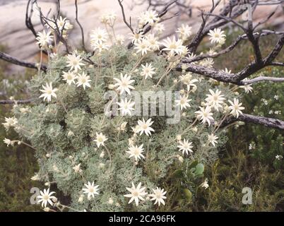 Flanellblumen auf verbranntem Buschland in Sydney, New South Wales, Australien Stockfoto