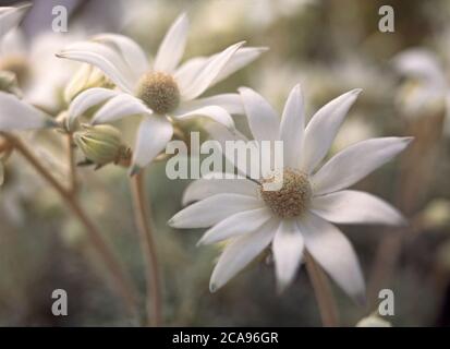 Flanellblumen auf verbranntem Buschland in Sydney, New South Wales, Australien Stockfoto