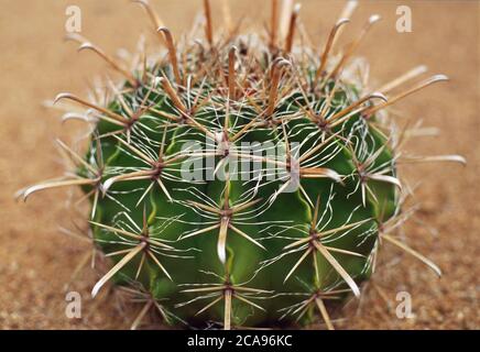 Pflanzenportrait eines Ferocactus Wislizeni Kaktus Stockfoto