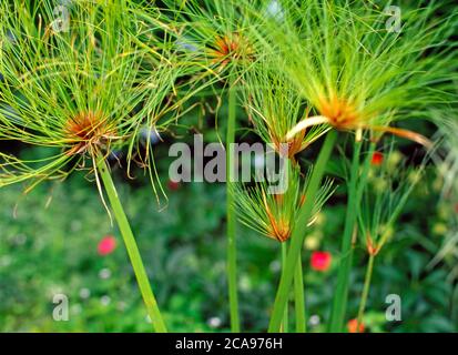 Eine Nahaufnahme des wasserblühenden Papyrus, eine Pflanze, die von den alten Ägyptern für Papierherstellung und Bootsbau verwendet wird. Stockfoto