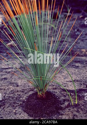 Burnt Grass Tree (Xanthorrhoea australis) regeneriert sich nach Buschbränden in New South Wales, Australien Stockfoto