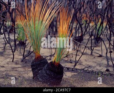 Burnt Grass Trees (Xanthorrhoea australis) regenerieren nach Buschbränden in New South Wales, Australien Stockfoto