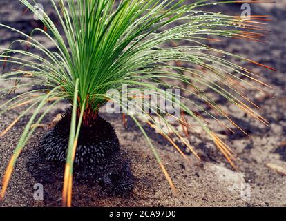 Burnt Grass Tree (Xanthorrhoea australis) regeneriert sich nach Buschbränden in New South Wales, Australien Stockfoto