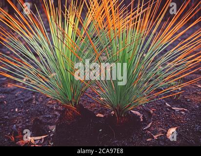 Burnt Grass Tree (Xanthorrhoea australis) regeneriert sich nach Buschbränden in New South Wales, Australien Stockfoto